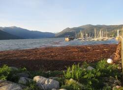 Legna nel lago Maggiore davanti a Luino