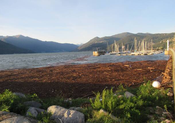 Legna nel lago Maggiore davanti a Luino