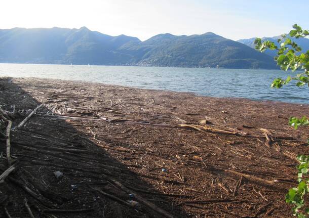 Lungo la costa di Luino si concentrano legni e tronchi