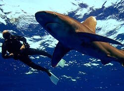 Il Club subacqueo "Amici del Blu" di Parabiago esplora il Mar Rosso