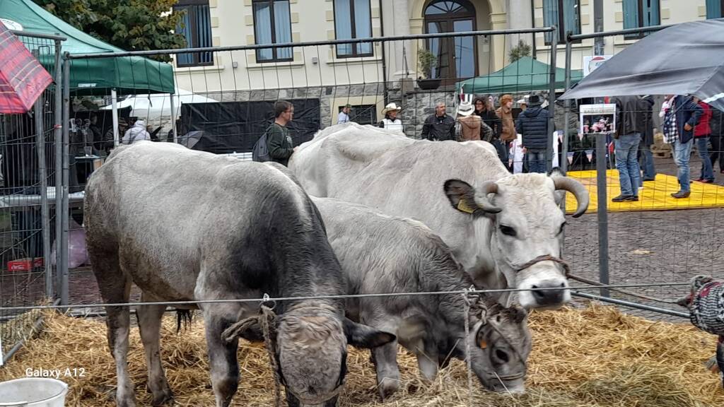 La Sagra della transumanza di Nebbiuno