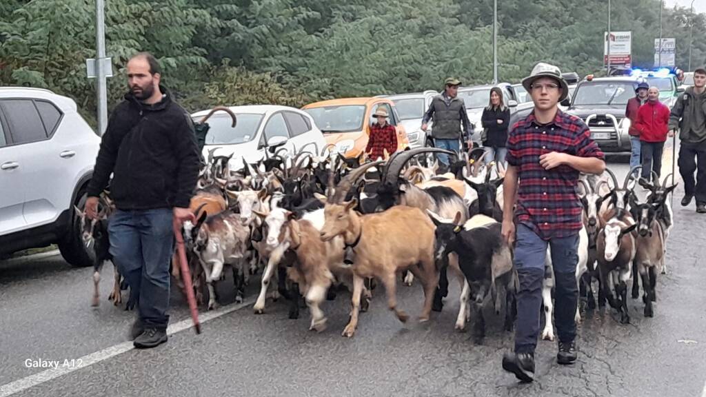 La Sagra della transumanza di Nebbiuno 