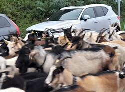 La Sagra della transumanza di Nebbiuno 