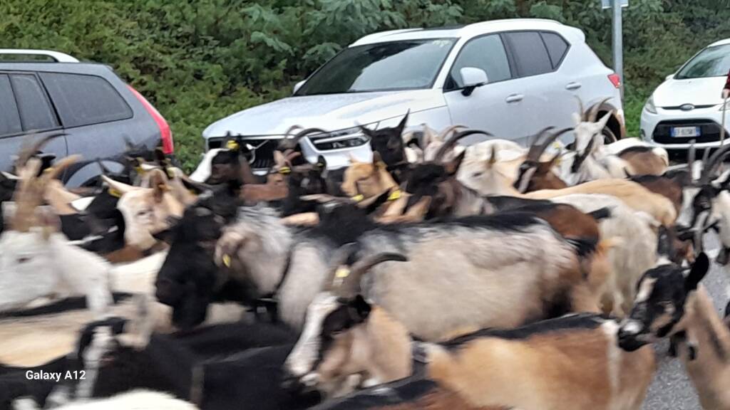 La Sagra della transumanza di Nebbiuno 