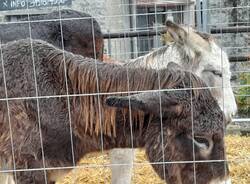 La Sagra della transumanza di Nebbiuno 