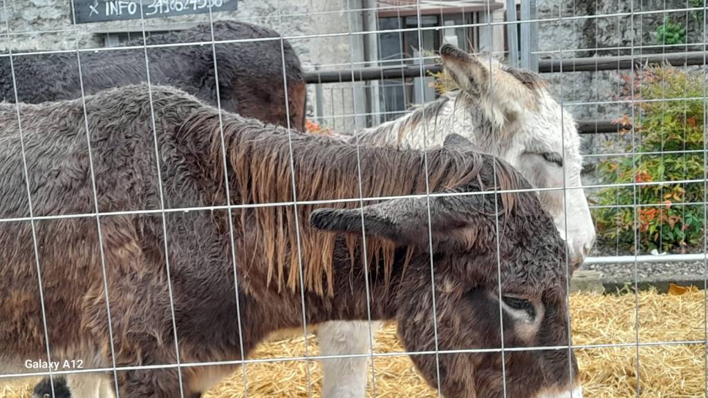 La Sagra della transumanza di Nebbiuno 