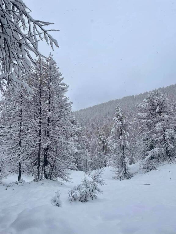 I boschi del Devero coperti di neve - foto di Gloria Ripamonti