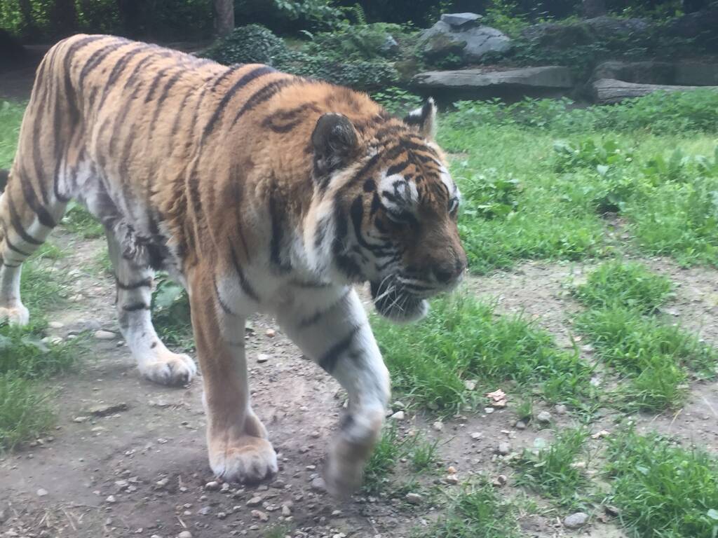 Addio alla Tigre Margot della Torbiera