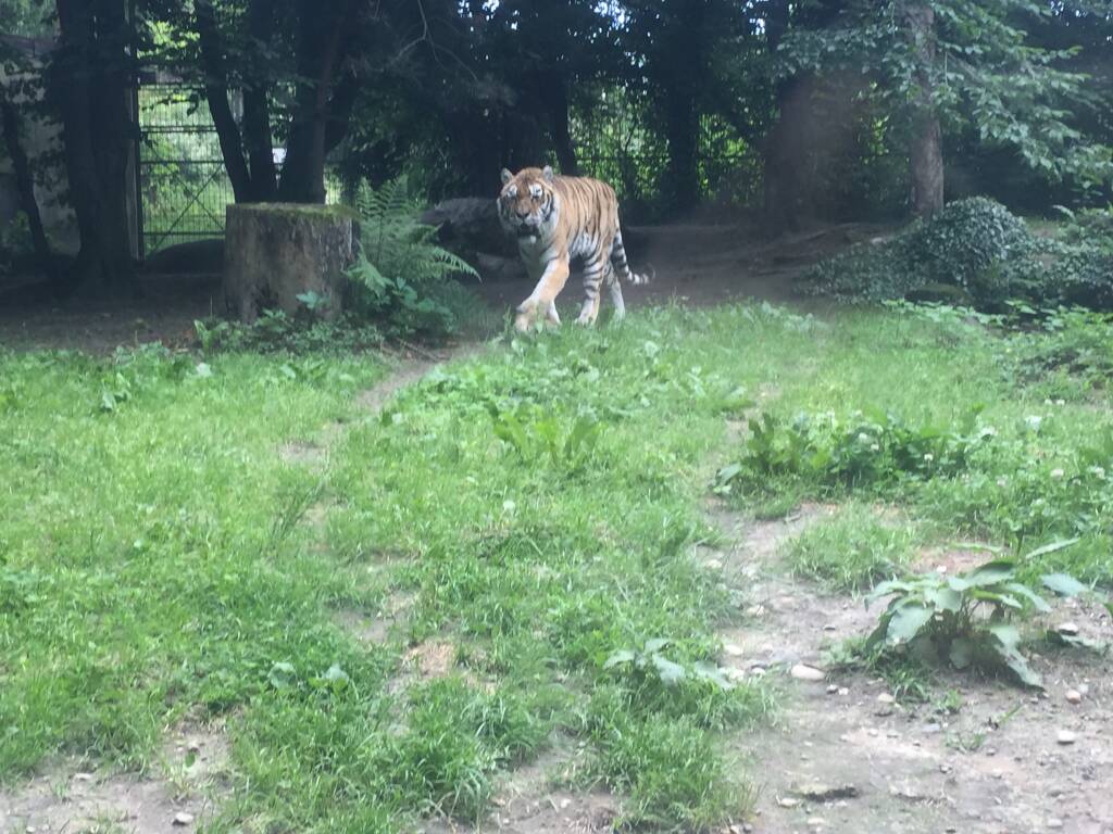 Addio alla Tigre Margot della Torbiera