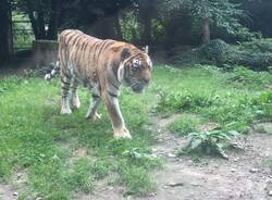 Addio alla Tigre Margot della Torbiera