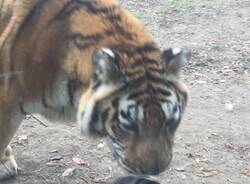 Addio alla Tigre Margot della Torbiera