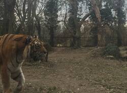 Addio alla Tigre Margot della Torbiera