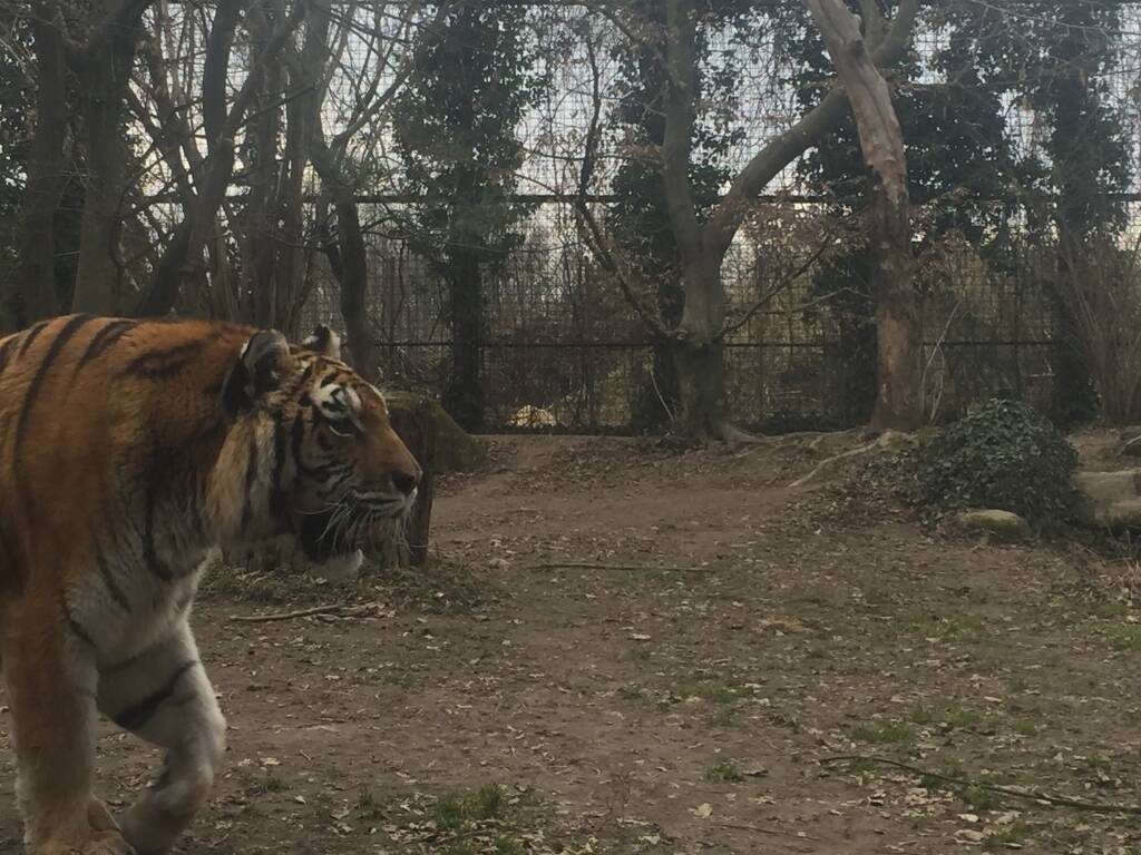 Addio alla Tigre Margot della Torbiera