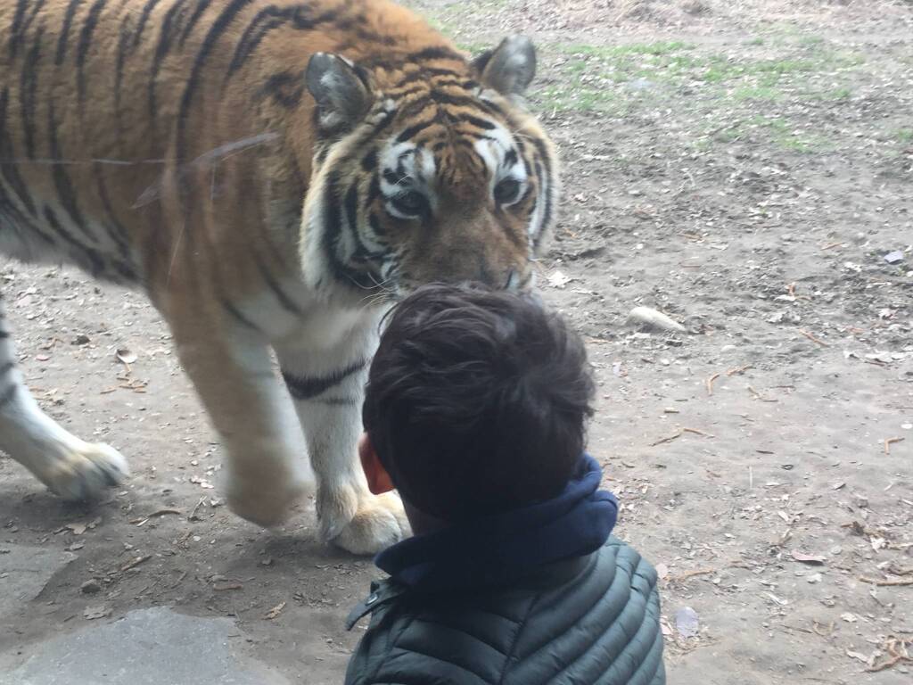 Tigre Margot