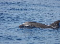 delfino mediterraneo