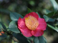 camelia Foto di gianfilippo maiga da Pixabay