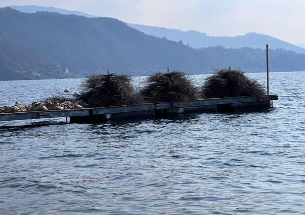 Fascine pesce persico