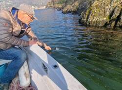 rilascio pesci trote lago maggiore incubatoio ittico Laveno mombello