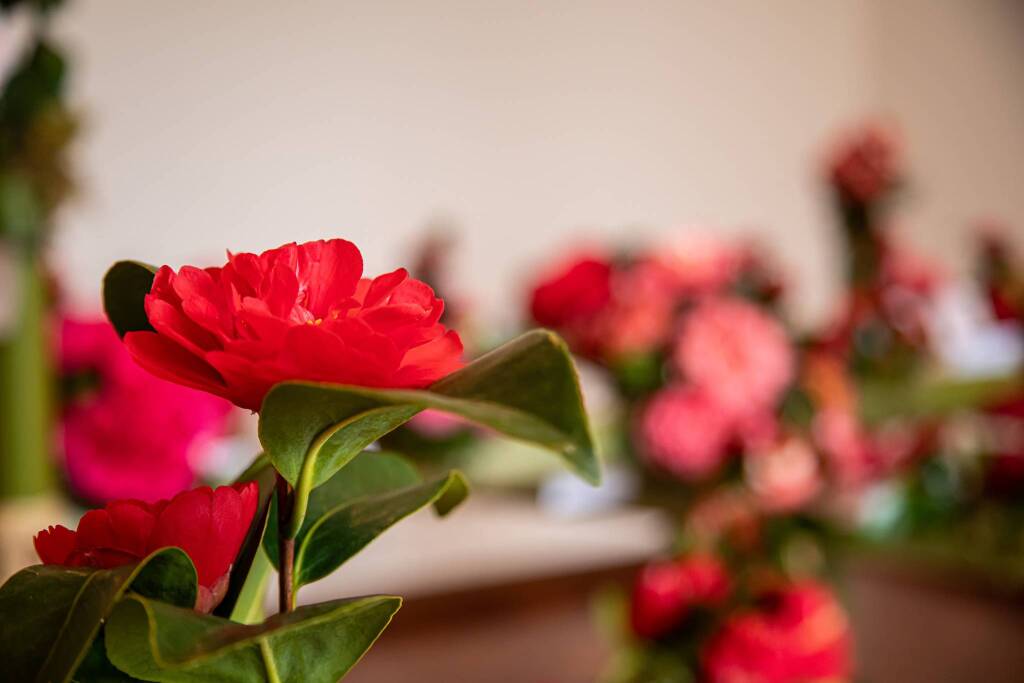 Mostra camelia Verbania