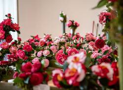 Mostra camelia Verbania