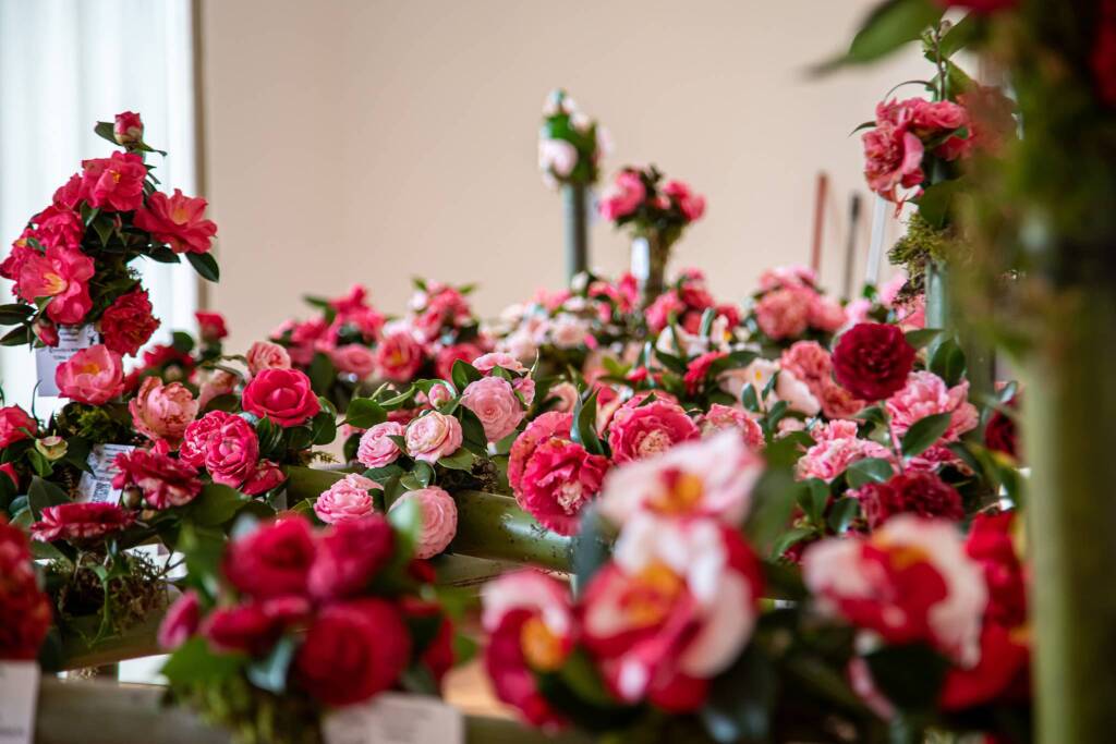 Mostra camelia Verbania