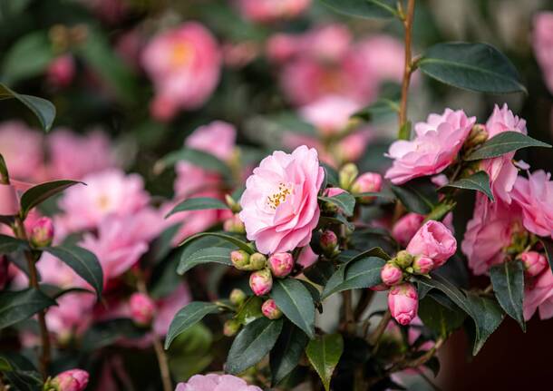 Mostra camelia Verbania