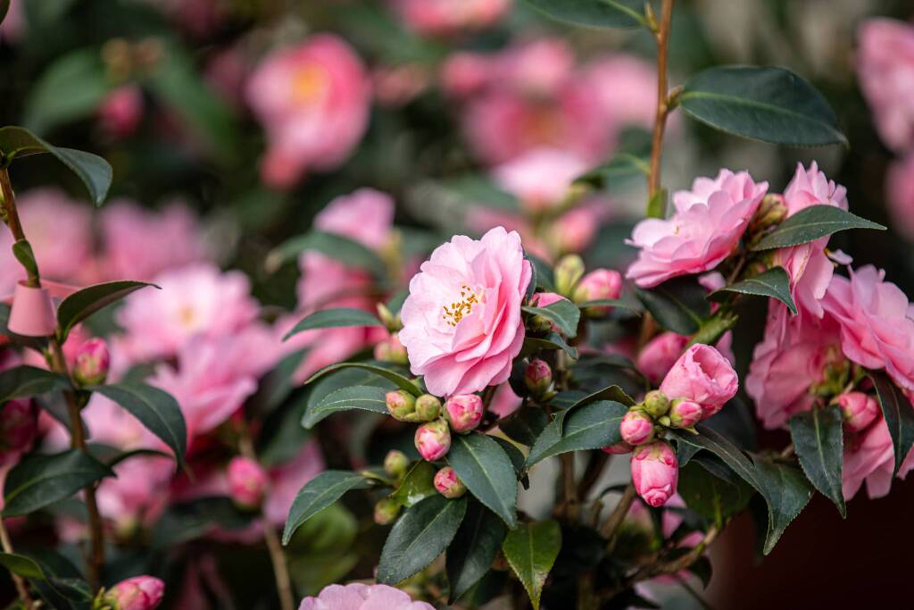 Mostra camelia Verbania