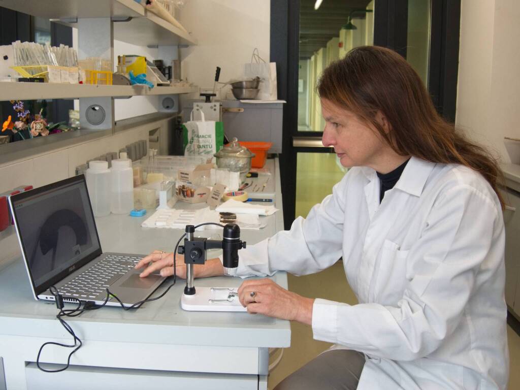 Nuova vita per il carro della Seconda Tomba di Guerriero di Sesto Calende