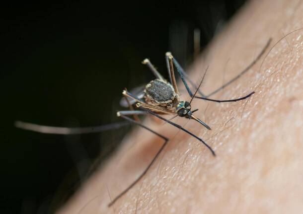 zanzara zanzare