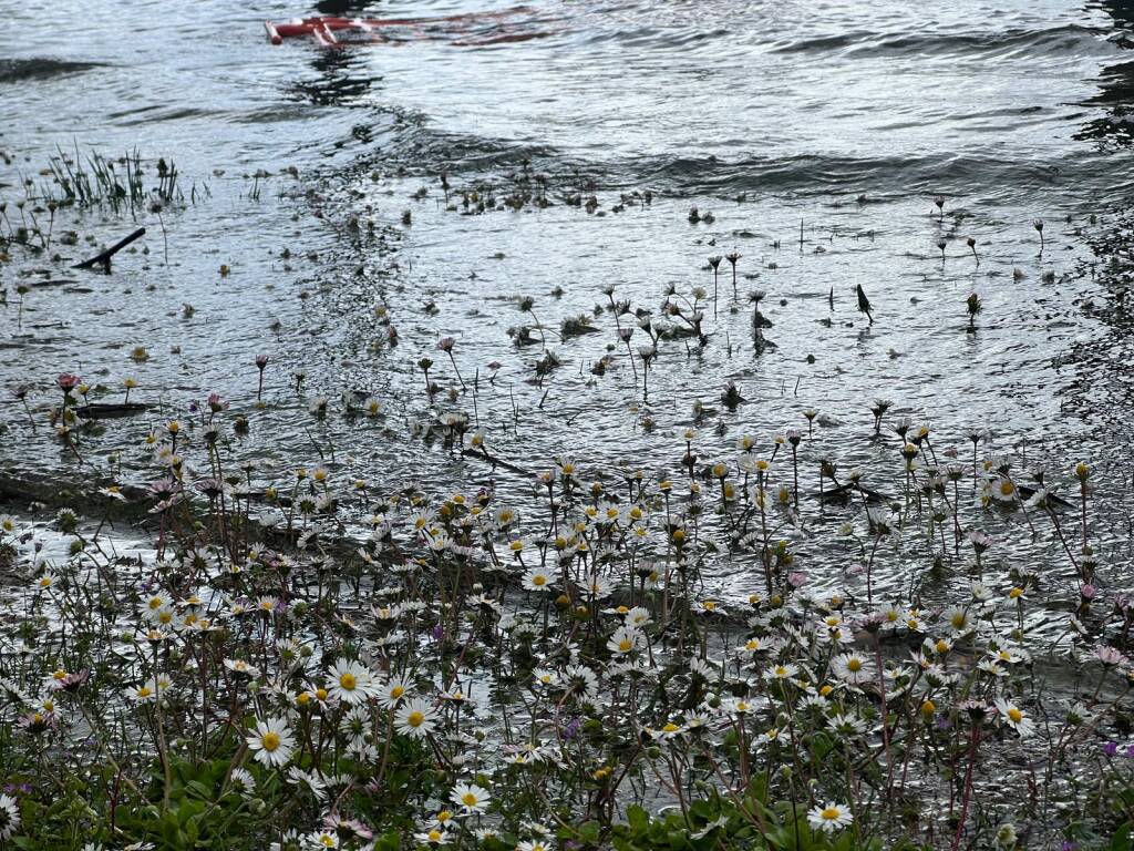 Ispra - Lago Maggiore 1° aprile 2024