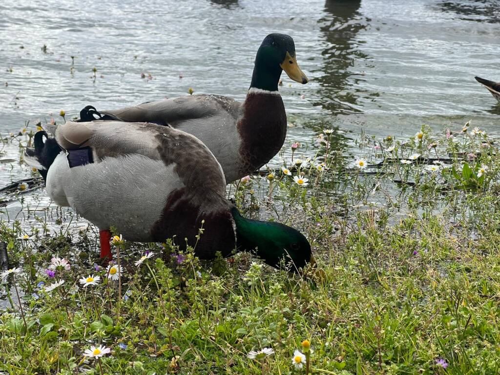 Ispra - Lago Maggiore 1° aprile 2024