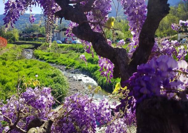 Un ponte di glicine a Portovaltravaglia