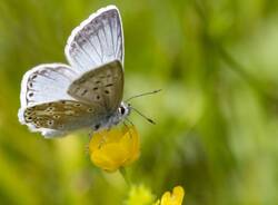 BioBlitz Angera 