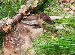 Cucciolo di cervo