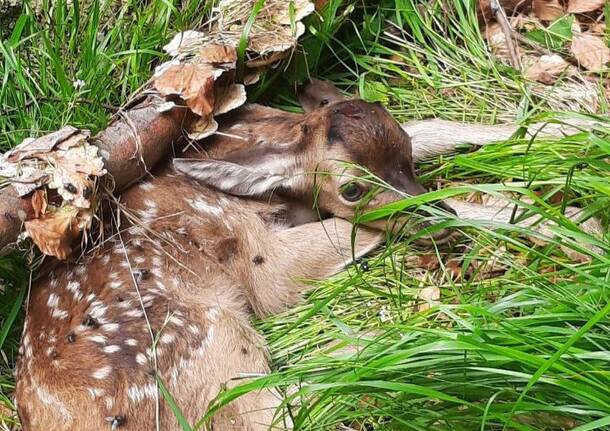 Cucciolo di cervo