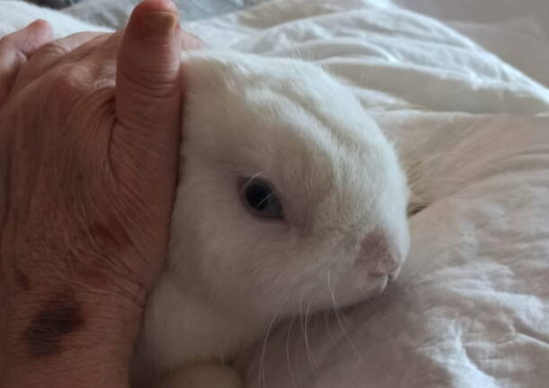 pet therapy hospice ciac
