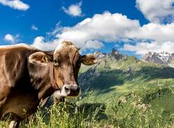 Alpe Underbech val formazza foto di marco benedetto cerini