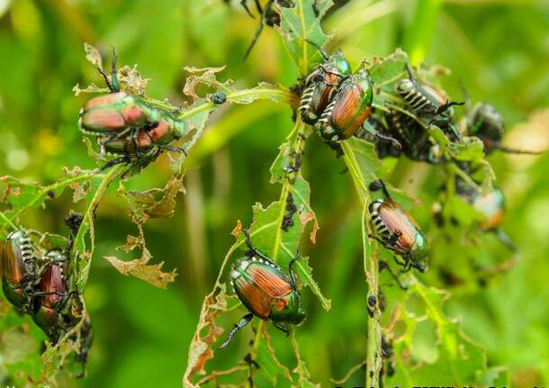 Popillia Japonica varie
