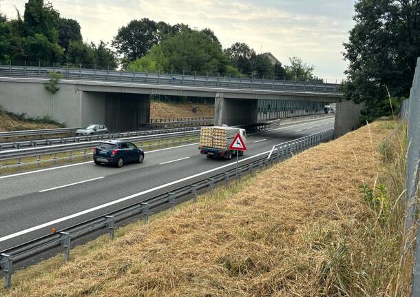 Autostrada a26 animali selvatici