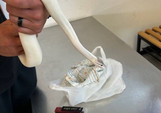 pitone albino chiasso