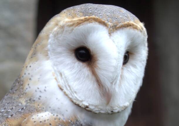 Maura Luoni con i suoi rapaci a Boarezzo