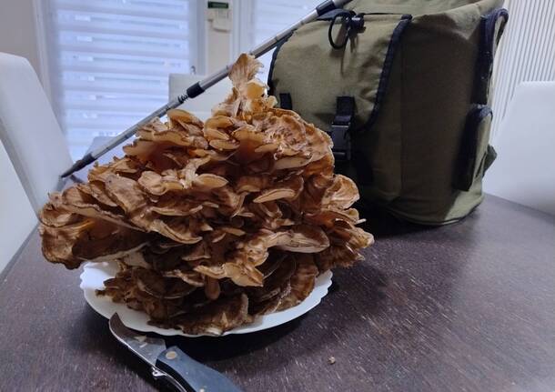 fungo raro cuasso al monte