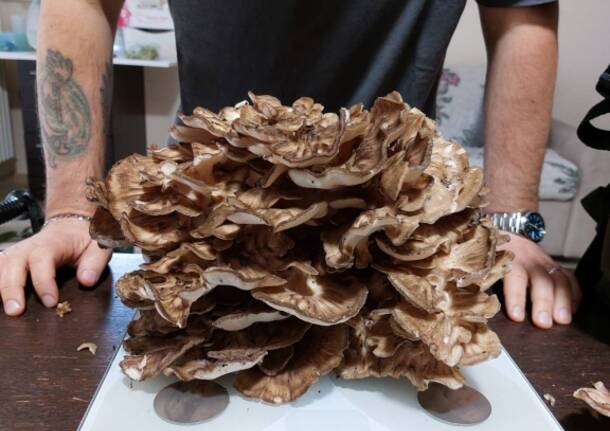 fungo raro cuasso al monte