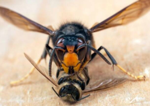 Vespa velutina