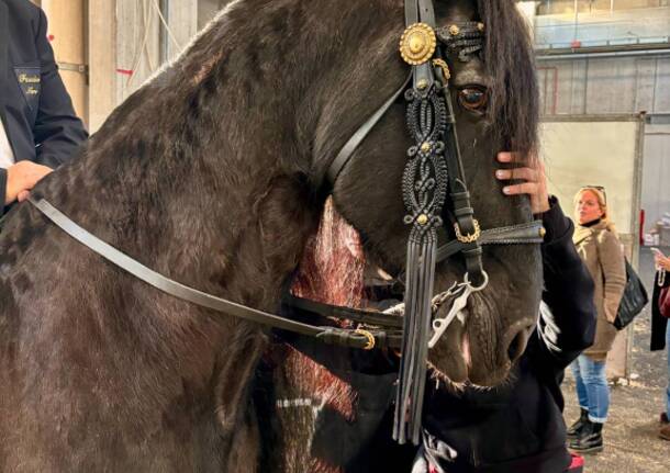 Fieracavalli 2024
