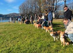 Oltre 30 shiba inu ad Angera