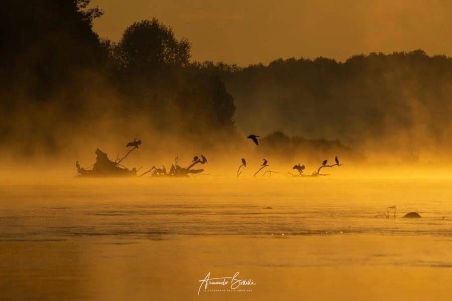 cormorani - foto di armando bottelli