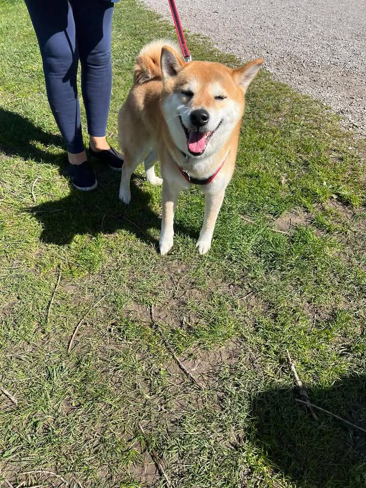 Il raduno degli shiba inu arriva a Ispra