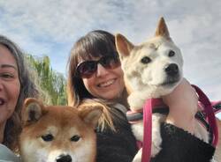 Il raduno degli shiba inu arriva a Ispra
