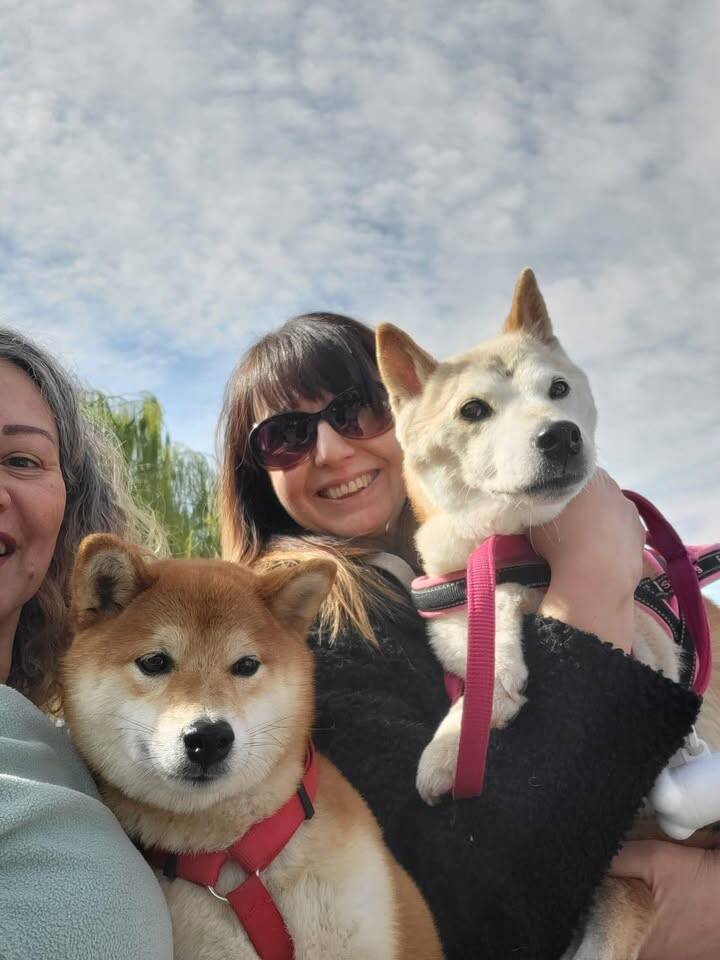 Il raduno degli shiba inu arriva a Ispra